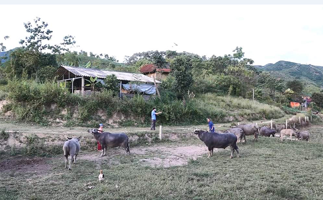 Mô hình chăn nuôi trâu của hội viên nông dân xã Lang Thíp.