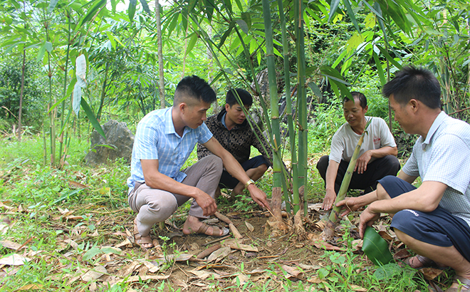 Người dân xã Suối Bu trao đổi kỹ thuật trồng chăm sóc tre măng Bát Độ.