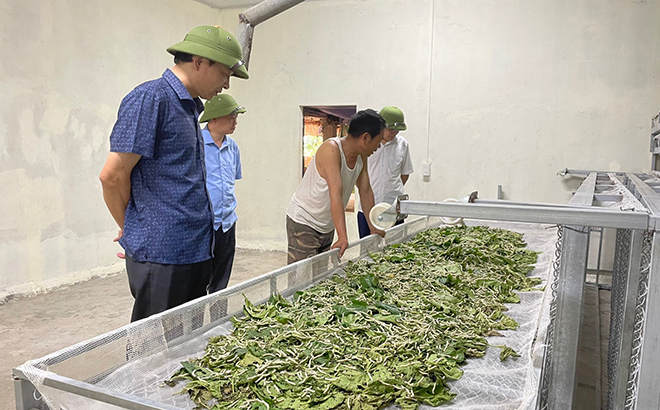 Lãnh đạo huyện Văn Chấn tham quan, trao đổi, giải quyết khó khăn cho người dân trồng dâu tằm trên địa bàn huyện.
