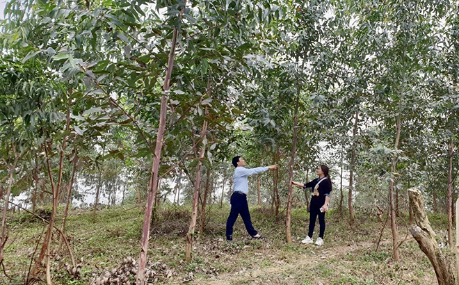 Trung tâm Khuyến nông Yên Bái tiếp tục theo dõi, chăm sóc mô hình trồng rừng thâm canh gỗ lớn bằng giống bạch đàn lai mô được công nhận tại huyện Yên Bình.