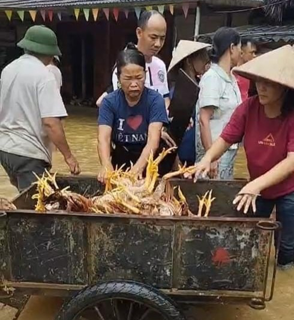 Các tổ chức đoàn thể và người dân hỗ trợ gia đình anh Hoàng Văn Hiền di chuyển số gà chết.