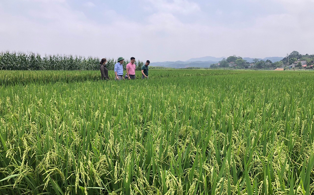 Cán bộ ngành nông nghiệp huyện Văn Yên thường xuyên kiểm tra, thăm đồng và đồng hành cùng người dân phát triển vùng lúa hàng hóa đạt hiệu quả cao.