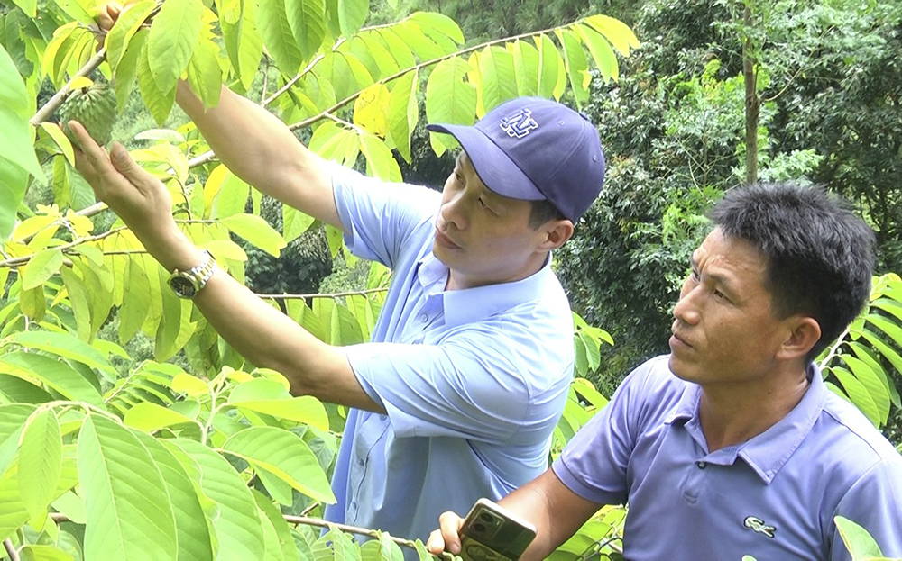 Ông Lê Viết Bảo - Giám đốc Trung tâm Ứng dụng, kỹ thuật, thông tin Khoa học và công nghệ tỉnh Yên Bái kiểm tra mô hình trồng Na nhập nội tại xã Suối Bu, huyện Văn Chấn