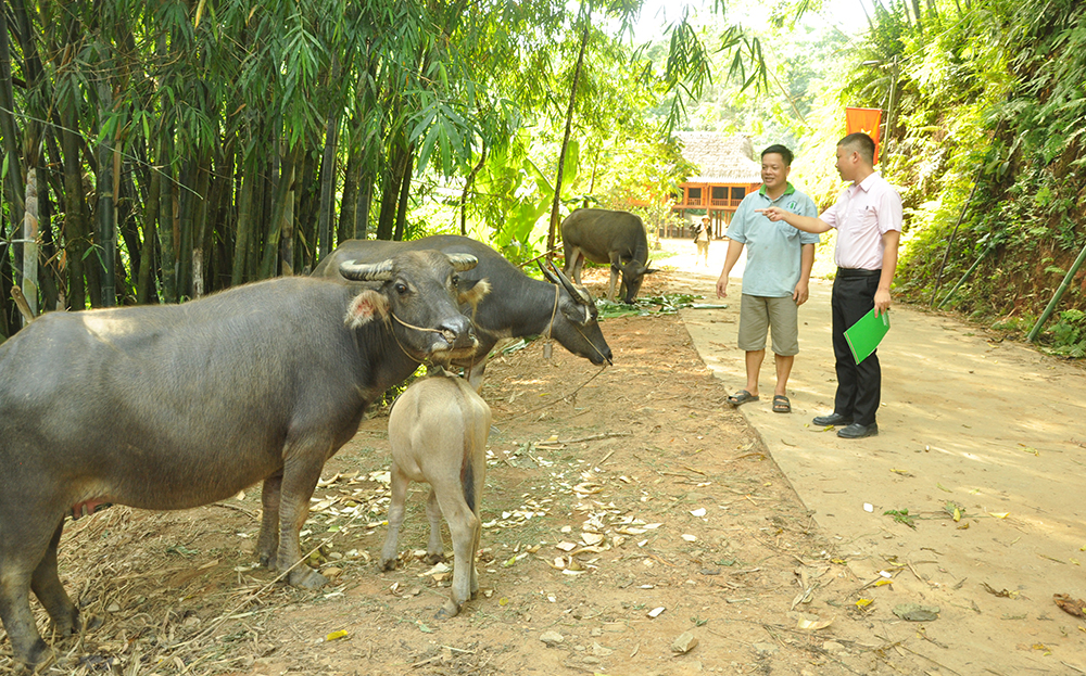 Từ nguồn vốn vay của Ngân hàng CSXH, gia đình anh Đinh Quang Sơn, thôn Khau Dự đầu tư nuôi trâu sinh sản hiệu quả.