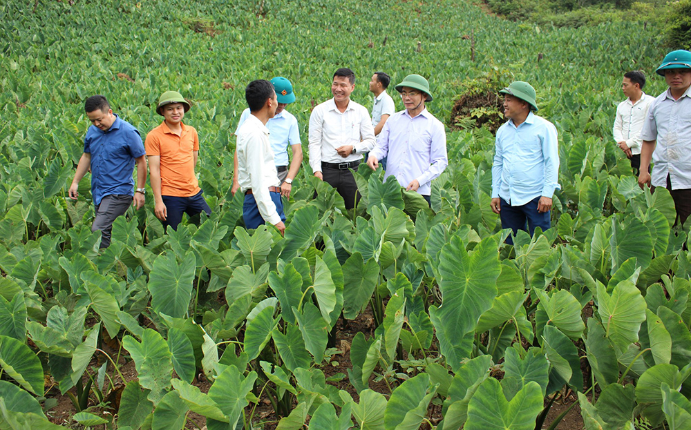 Đồng chí Trịnh Văn Xuê - Phó Bí thư Thường trực Huyện ủy kiểm tra mô hình khoai sọ tại xã Bản Mù.