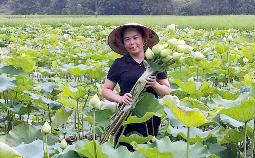 Mỗi ngày chị Phạm Anh Tươi, thôn Bản Vần, xã Việt Hồng thu hái trên 200 bông sen Quan âm giao cho khách.