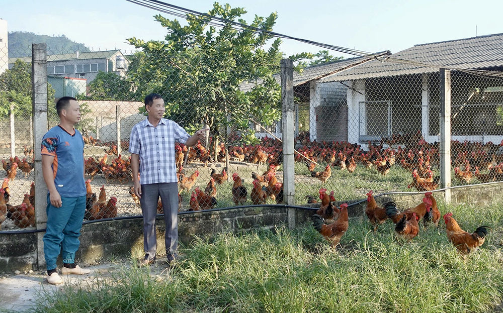 Ông Nguyễn Ngọc Minh - Bí thư Chi bộ, Trưởng thôn Làng Già, xã Yên Thắng (bên phải) thăm mô hình chăn nuôi gà nhờ vay vốn Ngân hàng Chính sách xã hội huyện Lục Yên.