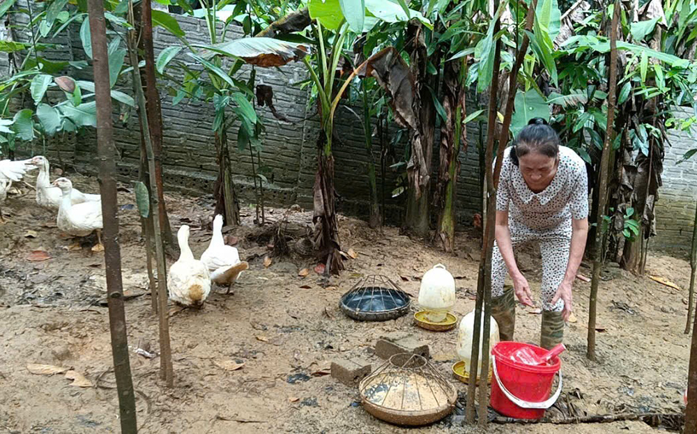 Chị Vũ Thị Bắc ở thôn 5, xã Thượng Bằng La, huyện Văn Chấn hàng ngày ngoài làm nghề tẩm quất, mát xa vẫn chủ động phát triển chăn nuôi.