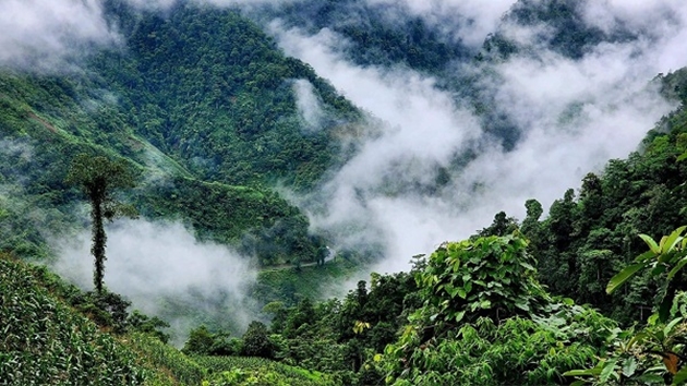 Chung tay vì một Yên Bái xanh