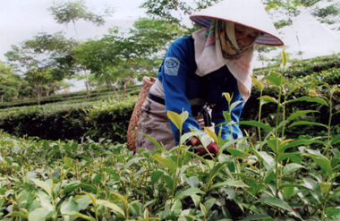 Chè vẫn được Đảng bộ thị trấn Nông trường Nghĩa Lộ xác định là cây chủ lực (chiếm 1/3 diện tích tự nhiên).