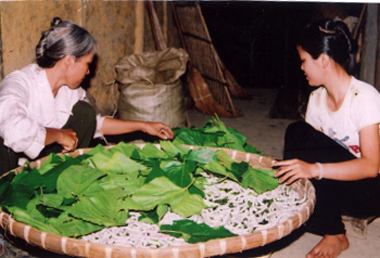 Nghề dâu tằm tơ hiện nay vẫn được nông dân nhiều địa phương chú trọng gìn giữ và phát triển.

