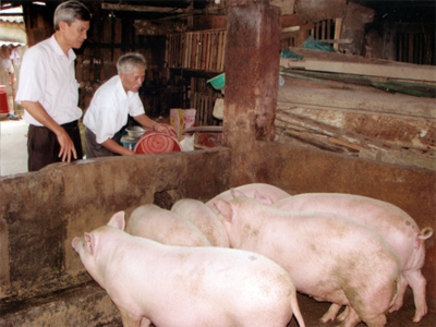 Mô hình chăn nuôi của gia đình ông Nguyễn Xuân Lai ở phường Pú Trạng (thị xã Nghĩa Lộ) mỗi năm xuất bán trên 3 tấn lợn thịt.
