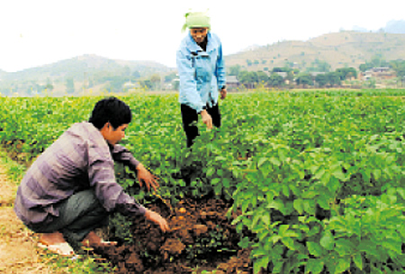 Vụ khoai tây năm 2009, toàn huyện Văn Chấn thu hoạch gần 2.000 tấn. (Trong ảnh: Nông dân Văn Chấn kiểm tra sự sinh trưởng của khoai tây).