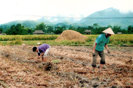 Thu lúa tới đâu, bà con làm đất trồng cây vụ đông ngay tới đó.
