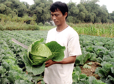 Đưa vụ 3 thành chính vụ, trong đó phát triển mạnh diện tích trồng rau là mục tiêu mà Đảng bộ xã Minh Tiến đặt ra trong nhiệm kỳ này.