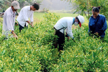 Người dân thôn Trực Thach, xã Bảo Hưng (Trấn Yên) thu hái chè búp tươi.