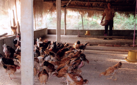 Trang trại chăn nuôi gà bán công nghiệp của gia đình anh Hoàng Đình Tiến xã Văn Lãng huyện Yên Bình đem lại hiệu quả kinh tế.
