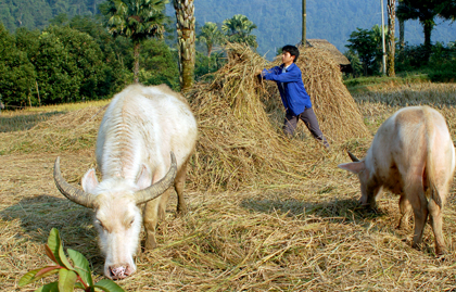 Người dân xã Tân Phượng chuẩn bị nguồn thức ăn dự trữ cho mùa đông. Ảnh minh họa