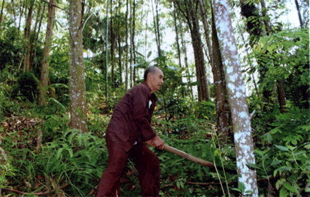 Tư thương đến giao dịch mua bán gỗ rừng trồng của nông dân xã Văn Lãng (Yên Bình).
(Ảnh: Linh Chi)