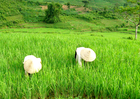 Huyện Trạm Tấu gieo trồng thử nghiệm 15 ha lúa giống ĐS-1 siêu nguyên chủng để phục vụ cho việc gieo cấy đại trà trên địa bàn huyện trong vụ xuân năm 2012,.