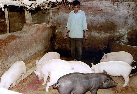 Dịch bệnh tai xanh khiến người chăn nuôi lao đao.

