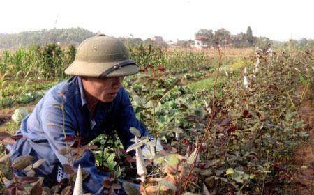 Qua đào tạo nghề người nông dân áp dụng tiến bộ KHKT vào sản xuất.
