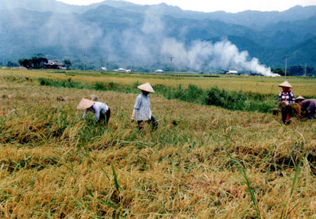 Thu hoạch lúa trên cánh đồng Mường Lò.
(Ảnh: Thanh Miền)