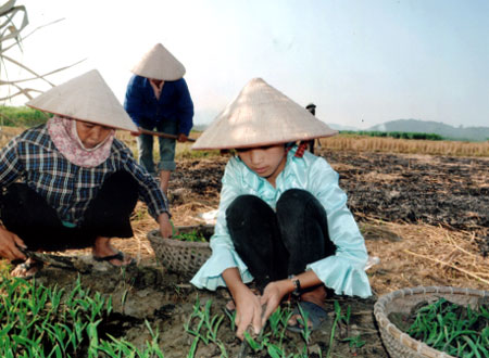 Thu hoạch lúa đến đâu bà con nông dân tranh thủ làm đất trồng cây vụ đông đến đó.
