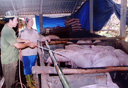 Vợ chồng cựu chiến binh Lê Cao Vi và Hoàng Thị Hữu chăm sóc đàn lợn thịt.
