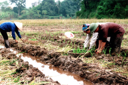 Nông dân xã  Quang Minh, huyện Văn Yên trồng ngô đông.
(Ảnh: Văn Thông)