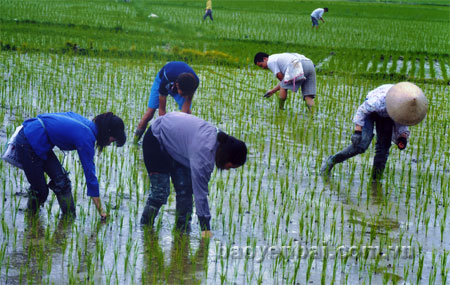 Nông dân Văn Yên chăm sóc lúa đặc sản Chiêm Hương trên cánh đồng Đại - Phú - An.