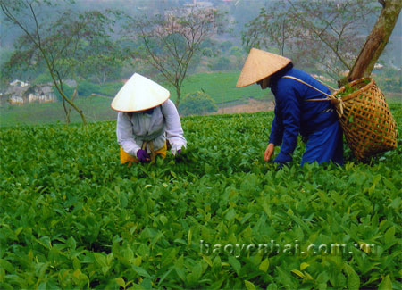 Nông dân huyện Văn Chấn thu hái chè chất lượng cao.
(Ảnh: Đ.H)