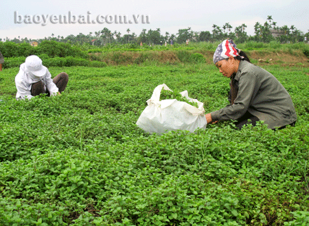 Vùng sản xuất rau tại xã Tuy Lộc.

