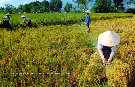 Nông dân thị xã Nghĩa Lộ tranh thủ những ngày thời tiết thuận lợi để thu hoạch lúa mùa sớm.
(Ảnh: Đức Hồng)
