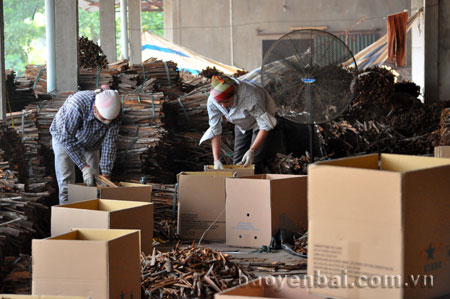 Công nhân Hợp tác xã Quế Sơn đóng hộp quế xô.