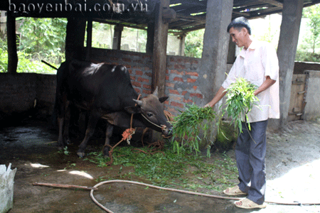 Được hỗ trợ con bò đực anh Lò Văn Nhất có tư liệu sản xuất để vươn lên xóa đói giảm nghèo.
