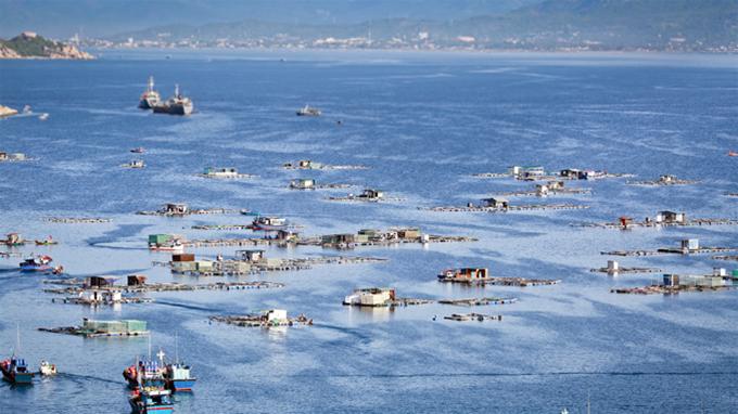 Một góc nhà bè nuôi tôm hùm ven đảo Bình Ba.