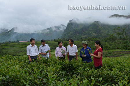 Đồng chí Trần Văn Mộc (thứ 3, trái sang) - Bí thư Huyện ủy Văn Chấn kiểm tra vùng chè mới cải tạo.