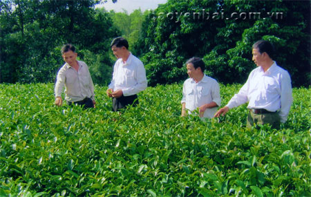 Mô hình trồng chè Bát Tiên của gia đình ông Ngô Văn Hải thôn 6 cho thu nhập ổn định.