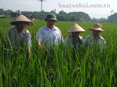 Bí thư Đảng ủy xã Trần Đức Học cùng bà con nông dân thăm cánh đồng năng suất cao.