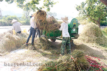 Tranh thủ thời tiết thuận lợi, nông dân Nghĩa Lộ tập trung thu hoạch lúa mùa.