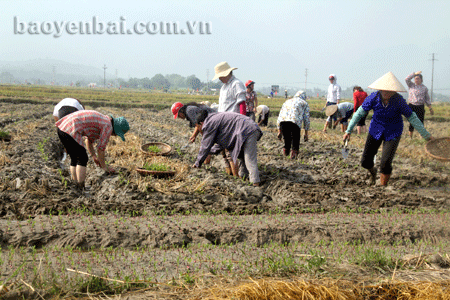 Nông dân huyện Văn Chấn gieo trông cây vụ đông.
