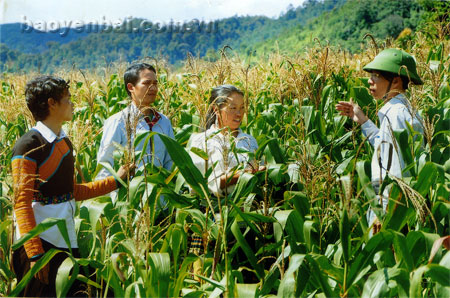 Nương ngô của đồng chí Trưởng ban Dân vận Huyện ủy Trạm Tấu mượn đất lúa nương kém hiệu quả của người thân để chuyển đổi sang trồng ngô.