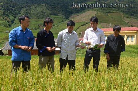 Lãnh đạo xã Chế Cu Nha kiểm tra diện tích ruộng được chọn tham gia Hội thi “Gặt lúa nhanh - Cày ruộng giỏi”.