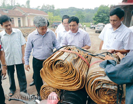Các đồng chí lãnh đạo tỉnh và huyện Văn Yên kiểm tra chất lượng sản phẩm quế vỏ. (Ảnh: Quang Hùng)