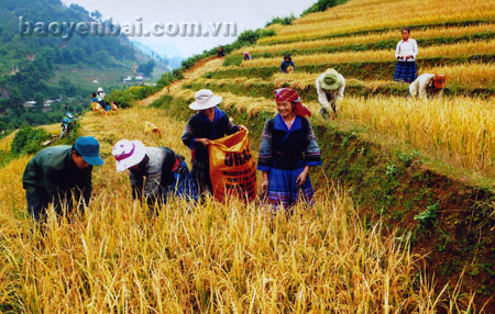 Mùa vàng Mù Cang Chải.
(Ảnh: Thanh Miền)
