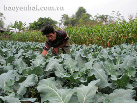 Mô hình trồng súp lơ xanh giúp xóa đói giảm nghèo của nông dân bản Xà Rèn, xã Nghĩa Lợi.
