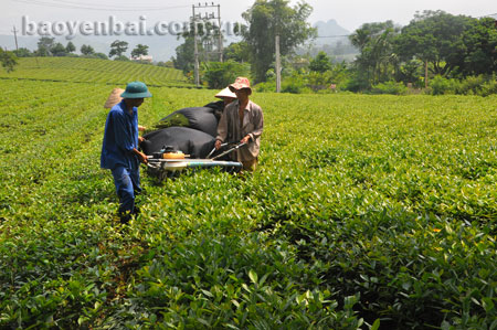 Mô hình trồng chè cho thu nhập cao của nông dân thị trấn Nông trường Nghĩa Lộ.
