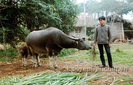 Nhiều hộ dân ở Thượng Bằng La đầu tư vào chăn nuôi phát triển kinh tế gia đình.
