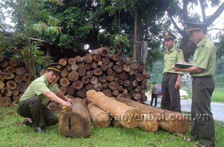 Cán bộ Trạm kiểm lâm của Trạm Kiểm lâm Bản Dõng kiểm kê số lượng gỗ tròn tịch thu được.
